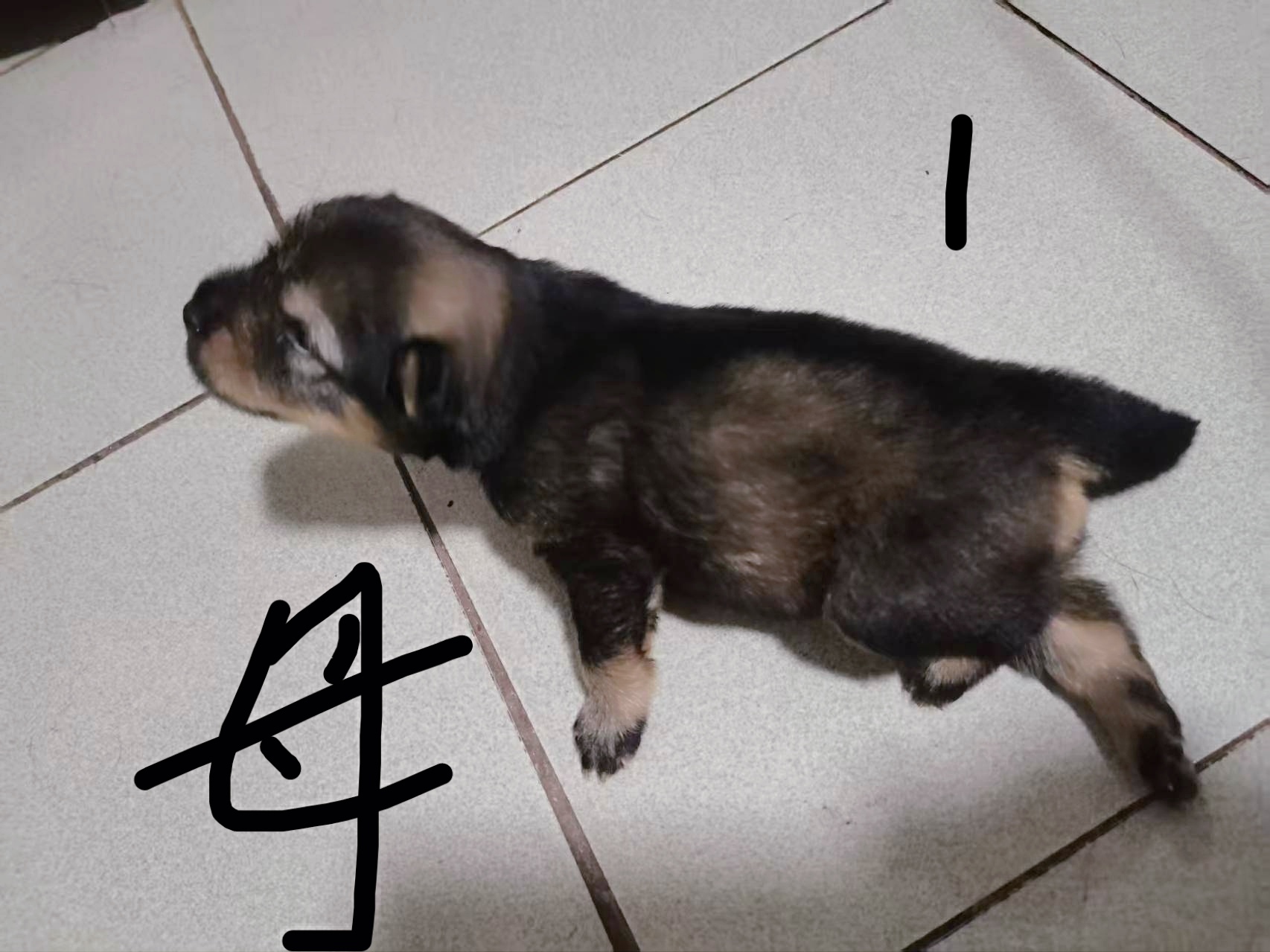 中华田园犬